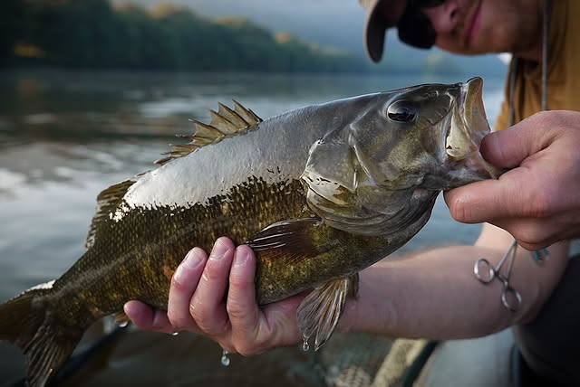 Susquehanna River smallmouth bass