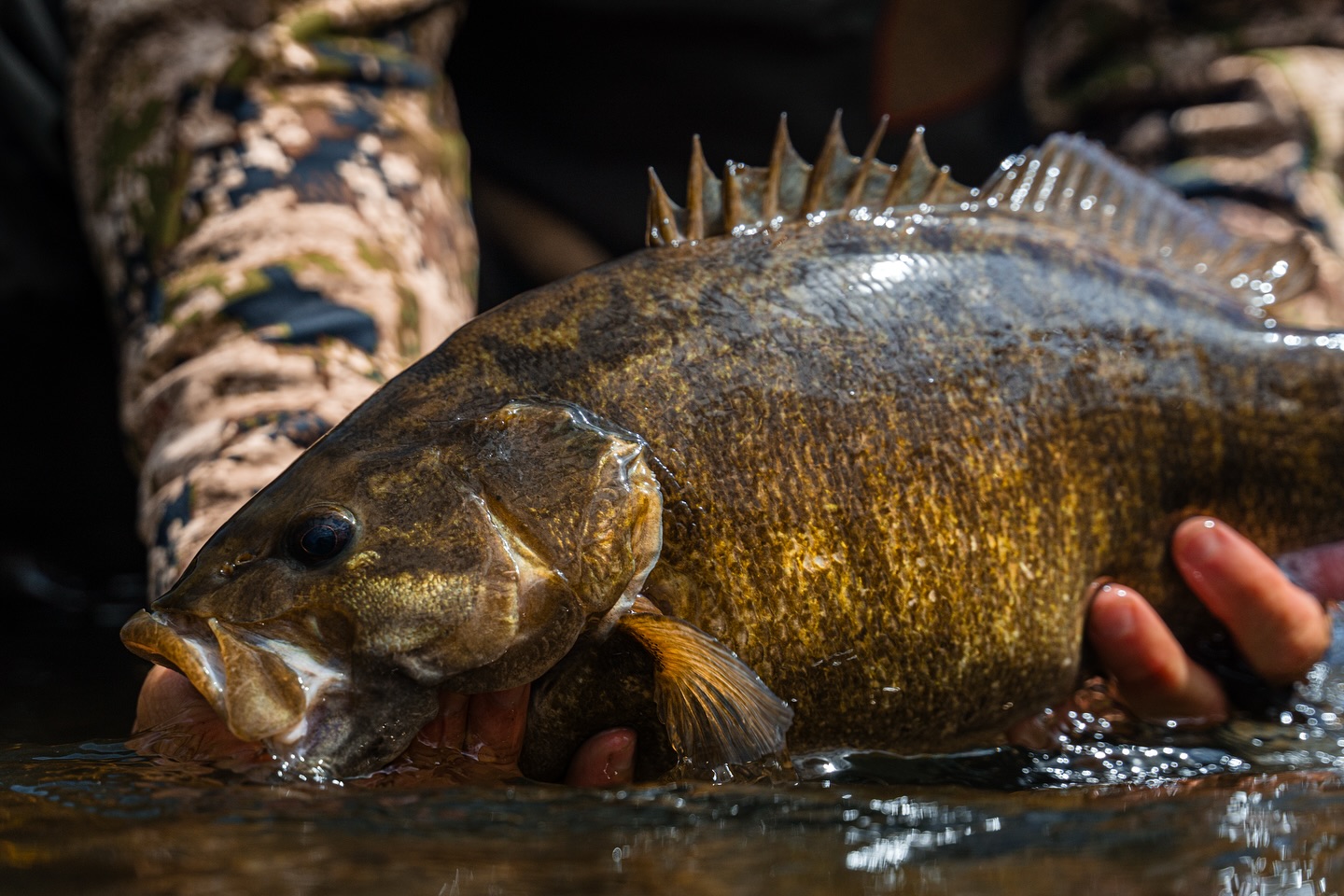 Smallmouth bass in water